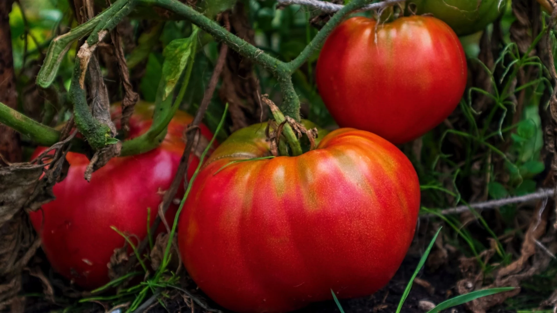 Най-добрите методи за защита на доматите и краставиците от мана