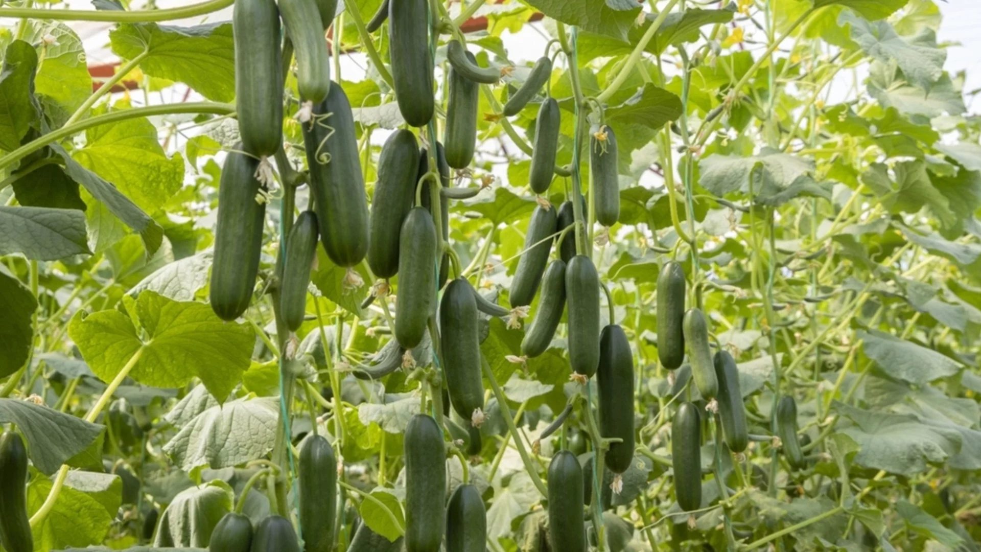 Как да се справите с маната по краставиците: Рецептите, които трябва да знае всеки градинар