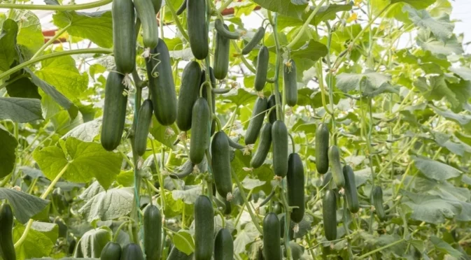 Как да се справите с маната по краставиците: Рецептите, които трябва да знае всеки градинар