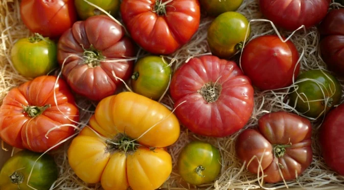 Хитрият трик на градинарите: Как да прищипвате доматите, за да дават повече плод