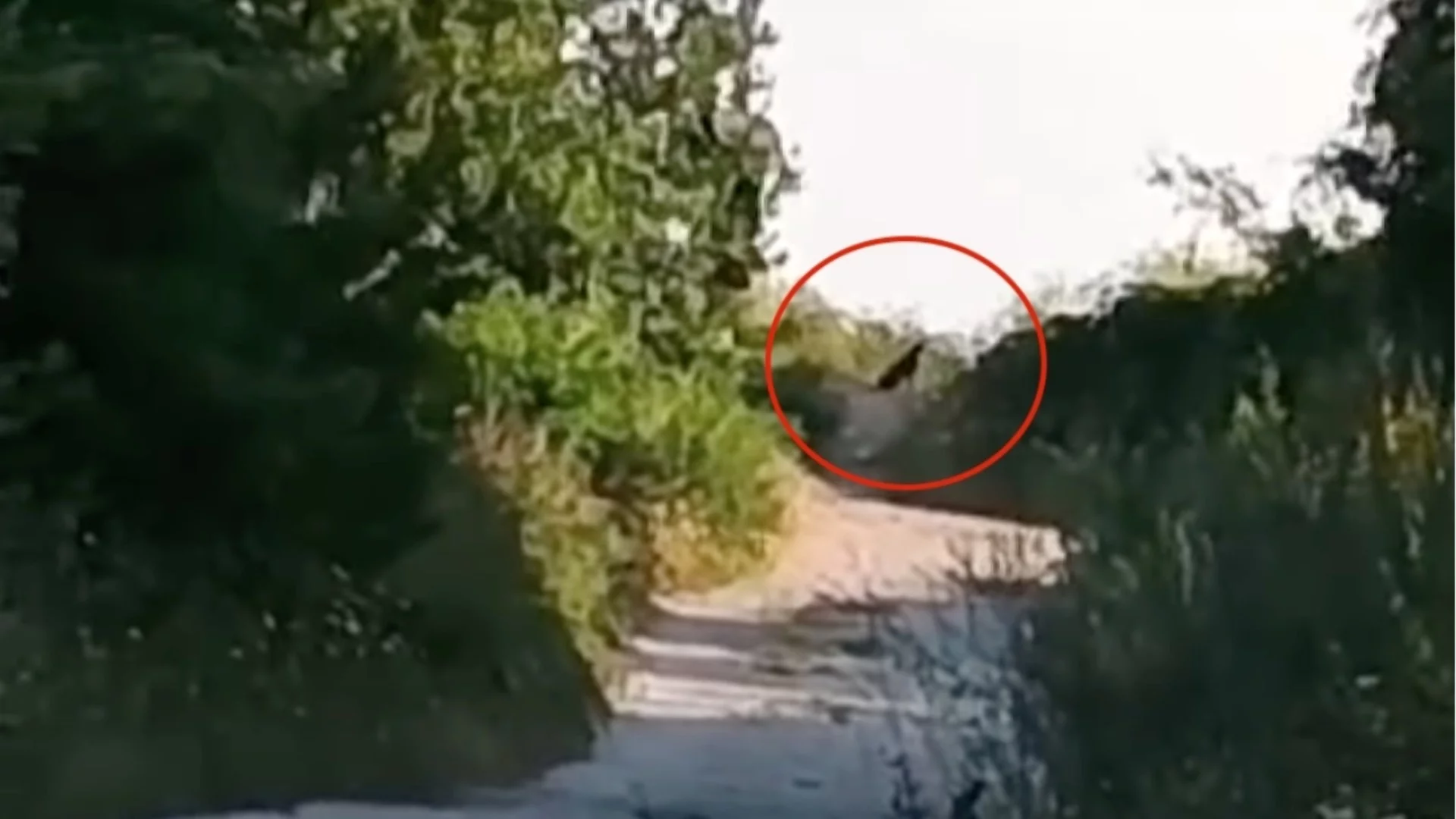 BG-Alert ще предупреждава шуменци за хищника в града (ВИДЕО)