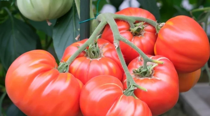 Полейте доматите и краставиците с това преди залез слънце и те ще започнат да дават плодове като луди