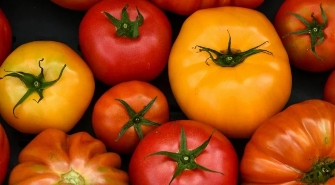 Не сте знаели: 3 сорта домати, засадени през юли, дават реколта до края на октомври