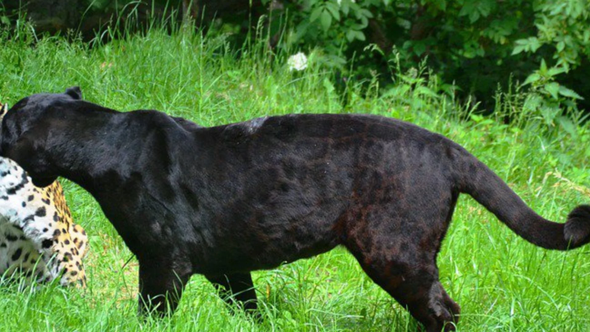 Още не са хванали Шуменския леопард (ВИДЕО)
