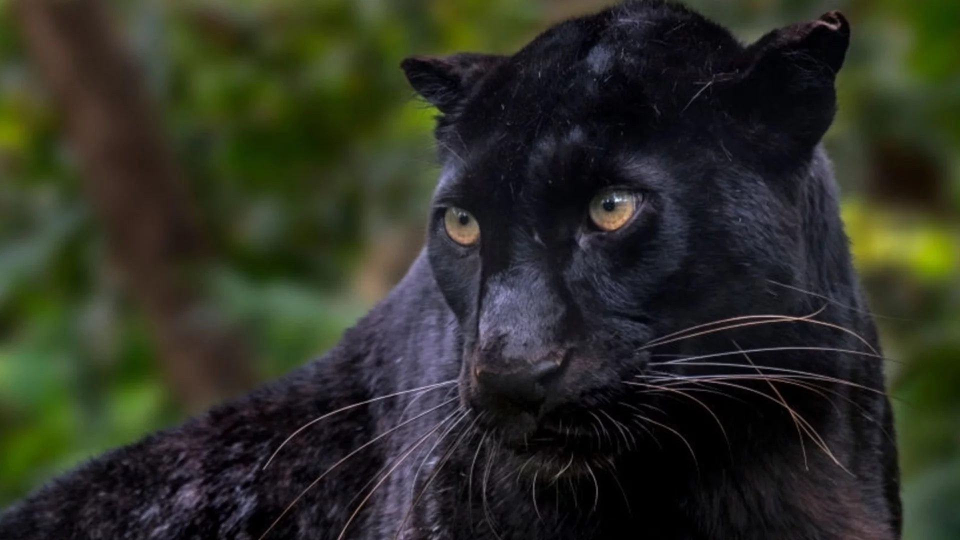 Малки са шансовете шуменският леопард да бъде заловен жив