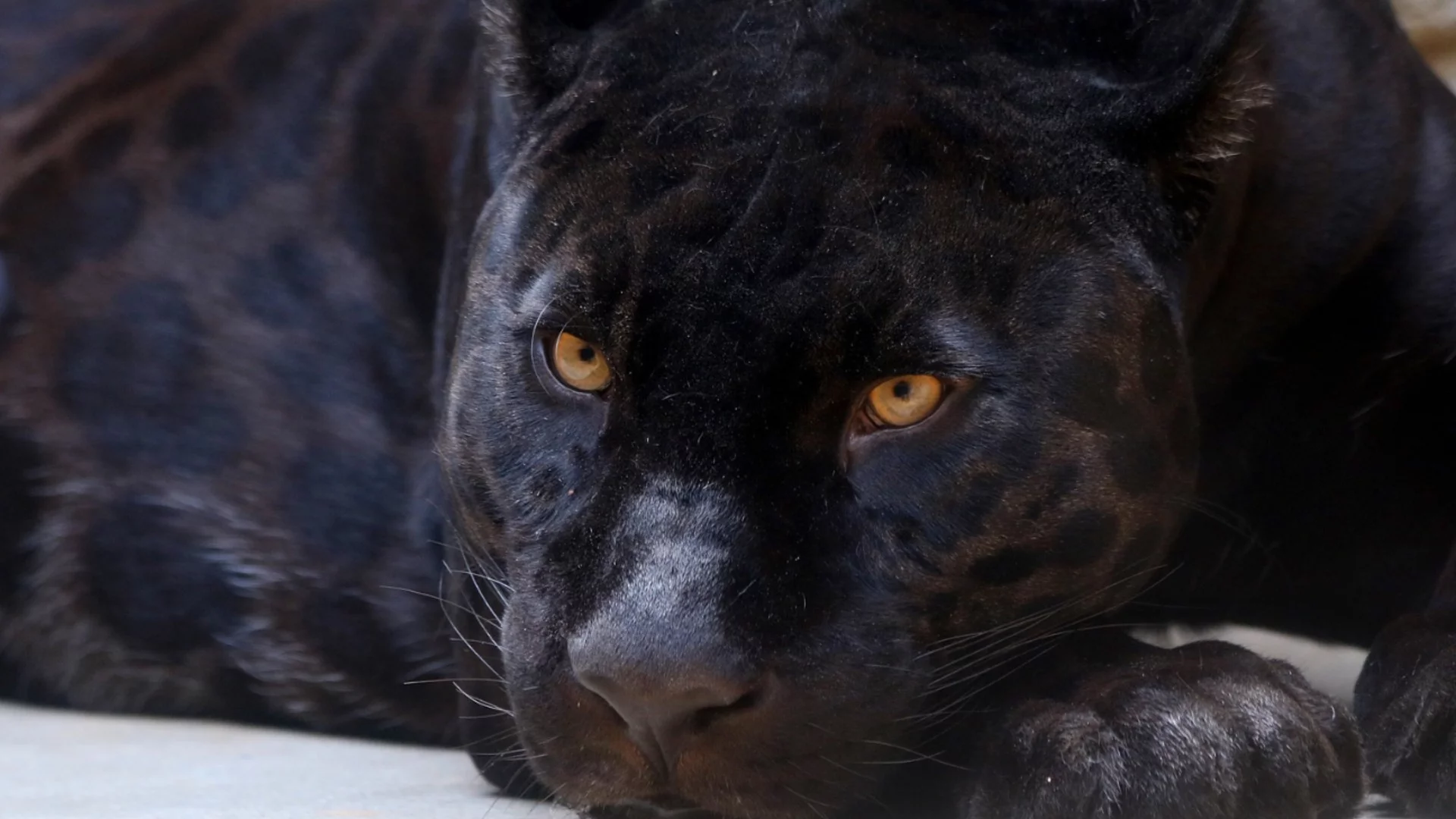 Всички звънят за пантерата: МОСВ призова за достоверна информация