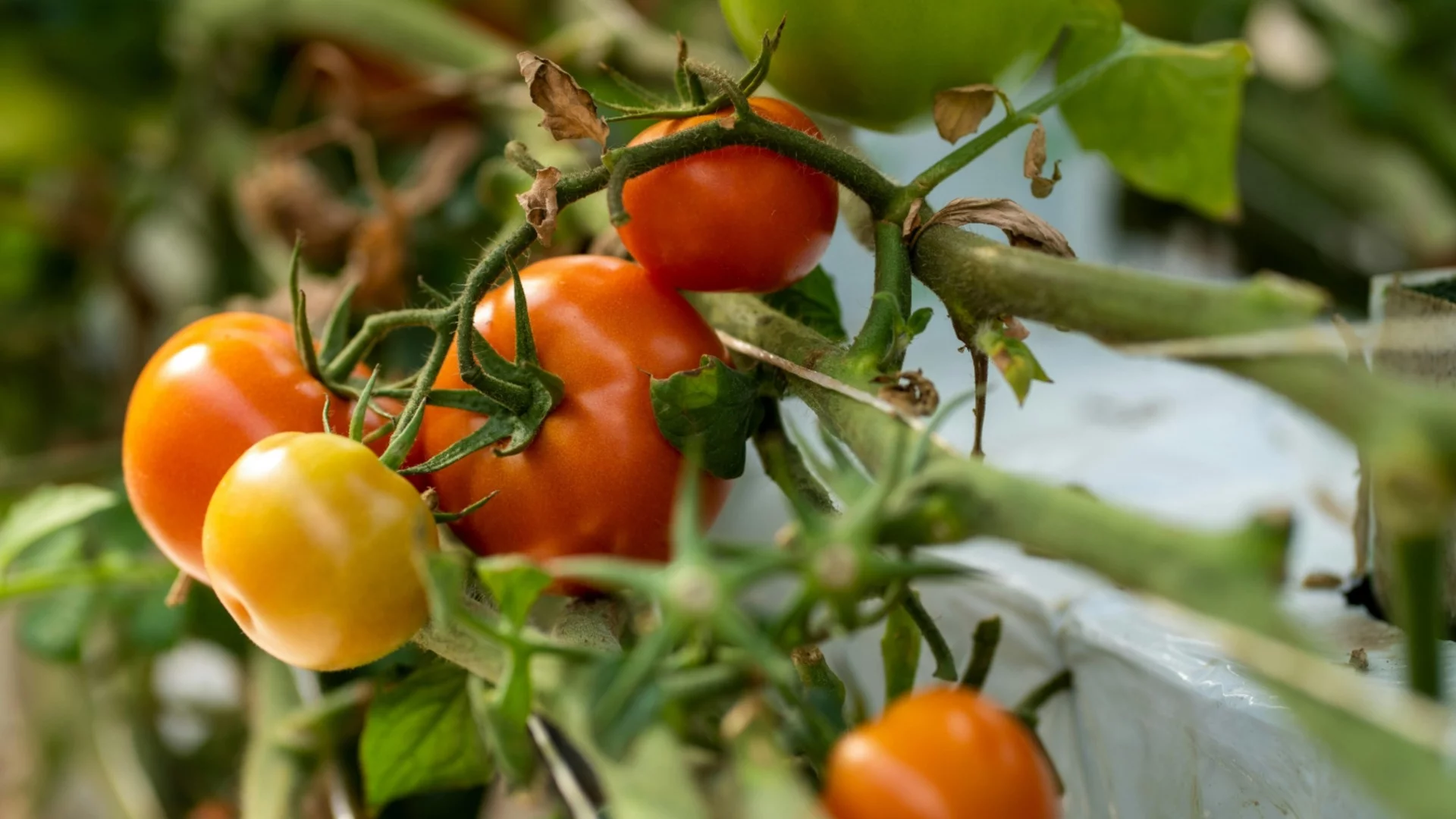 Как лесно да се отървете от маната по доматите: 6 изпитани бабини рецепти