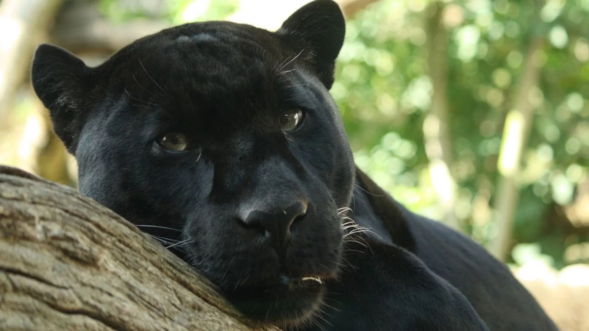 Без следа: Пети ден издирват дивата котка в Шуменско