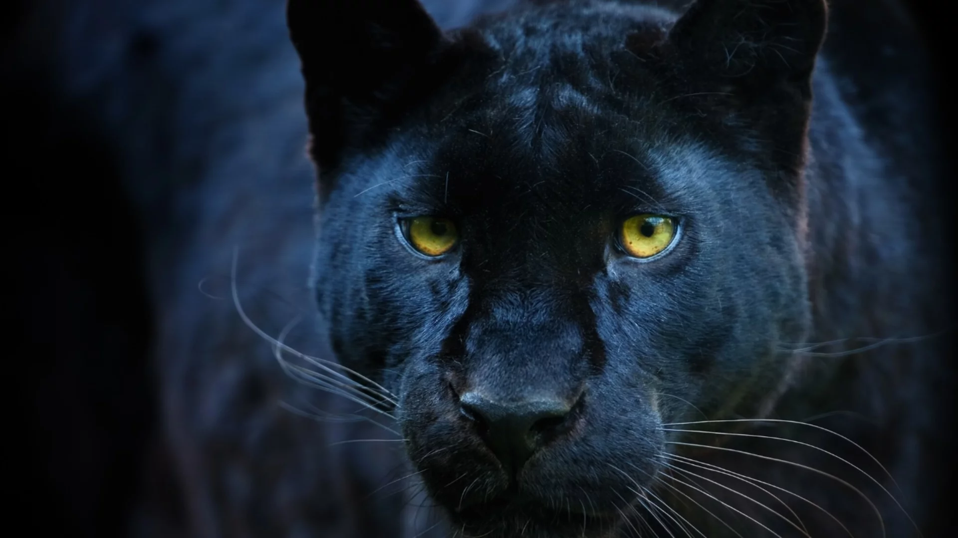 Пак ни пантера, ни “Мяу, бе“: Ограниченията в Шуменското плато остават (ВИДЕО)