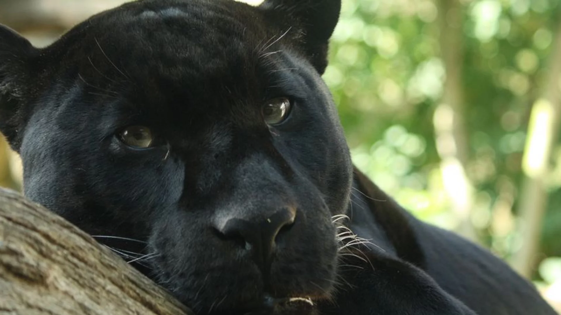 В търсене на голямата котка: Претърсиха над 30 къщи край Шумен