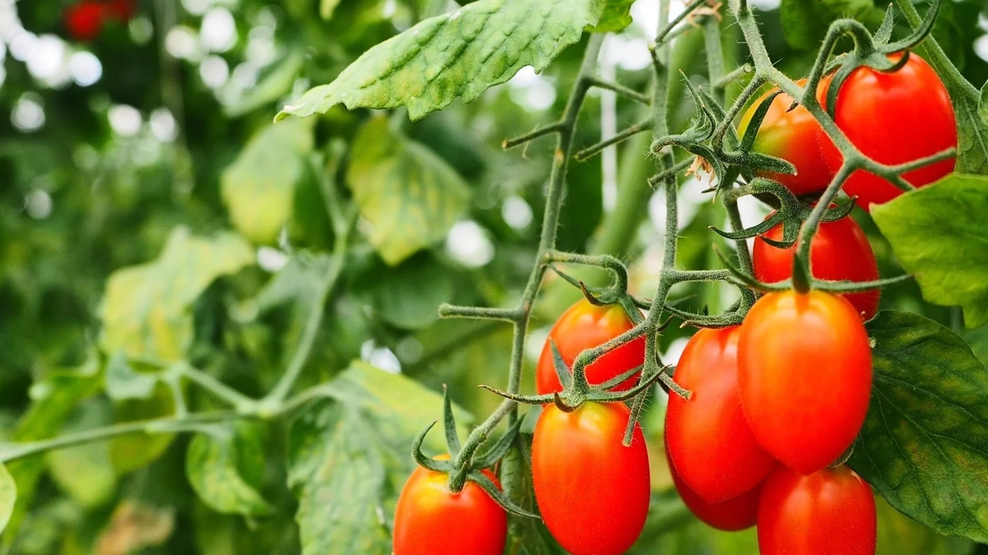 Мана по доматите: Стар градинарски трик, с който ще спасите реколтата - тайната се крие във вашата кухня