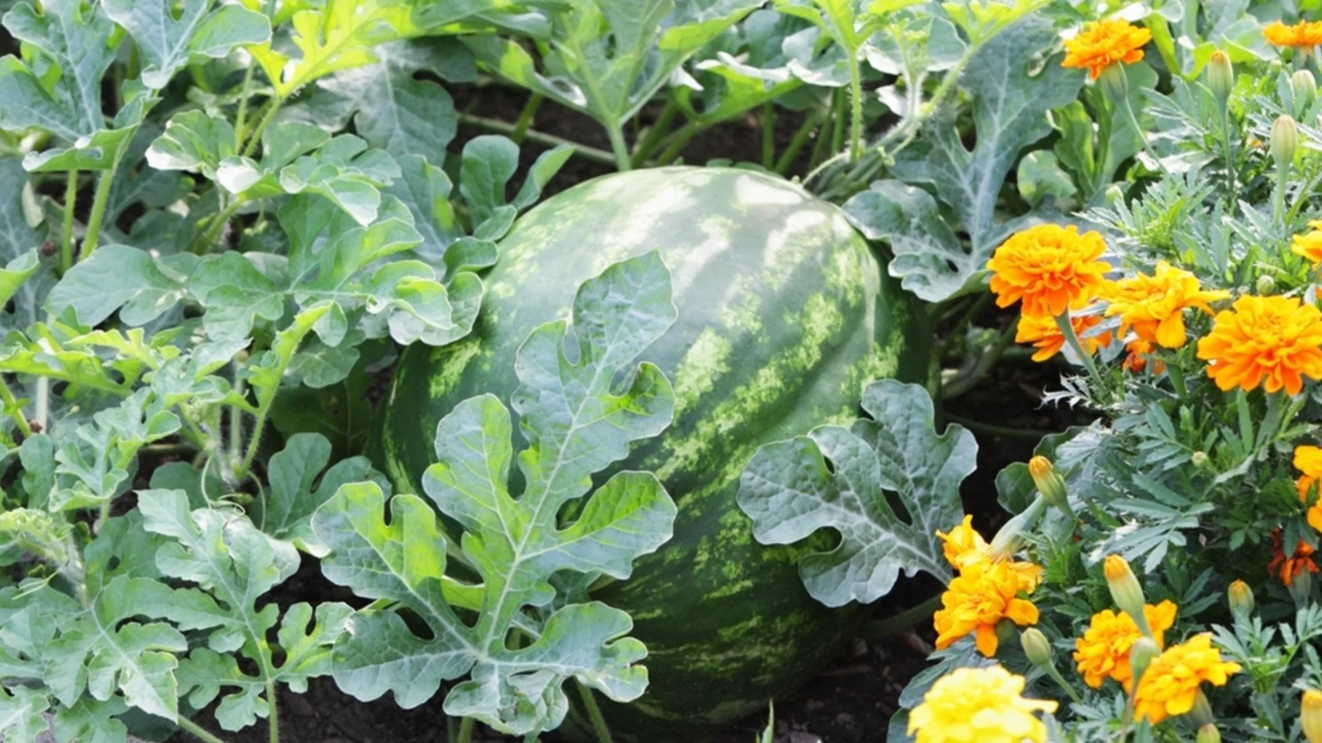 За рекордна реколта от дини и пъпеши, поливайте ги с този тор през юли