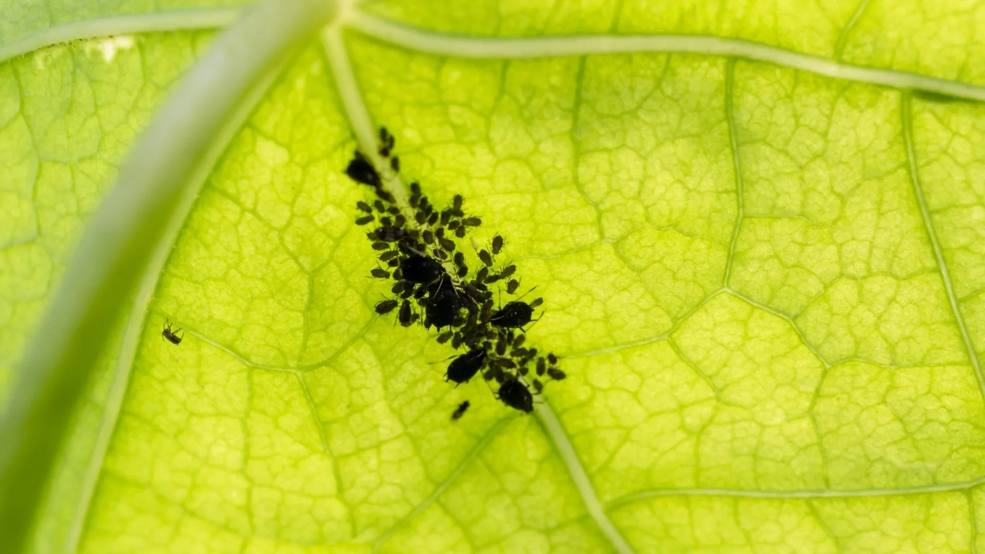 Най - добрата натурална смес срещу листни въшки - струва стотинки