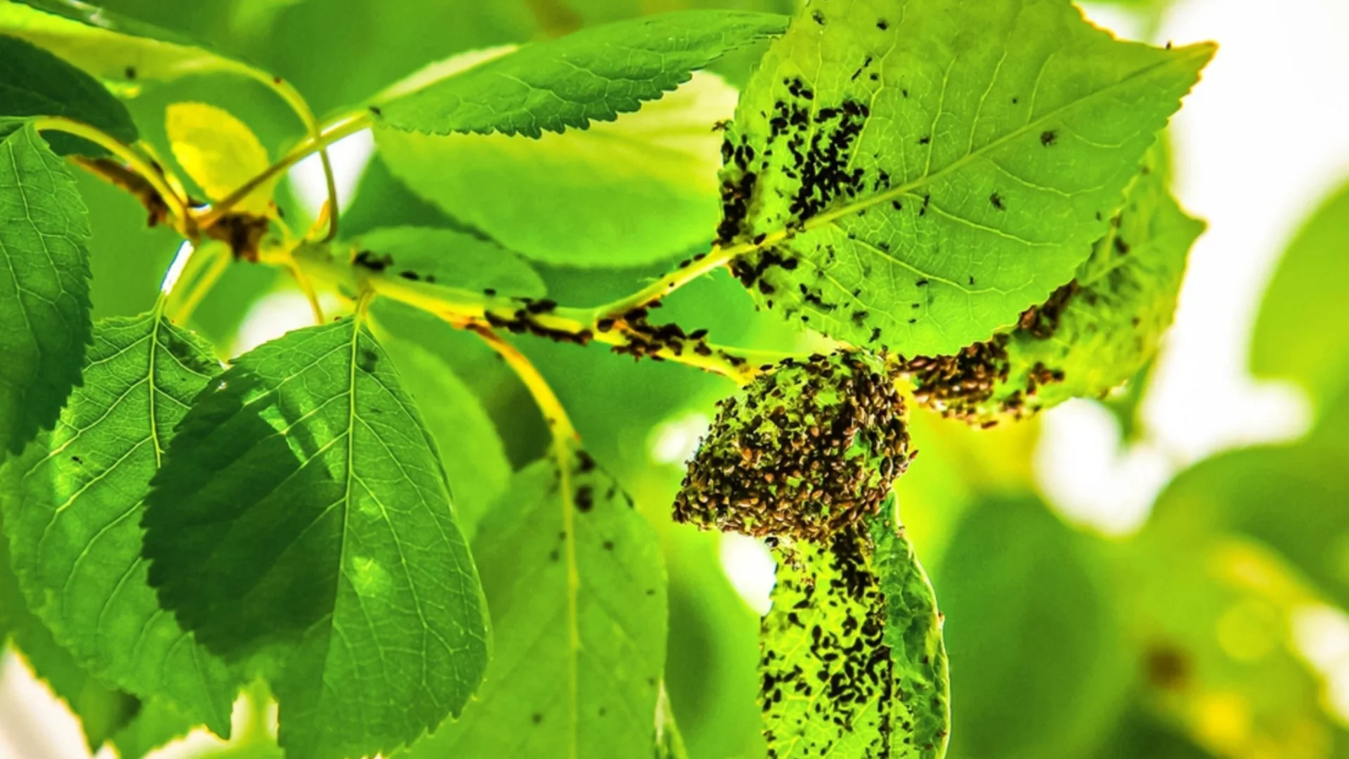 Сол и оцет: Рецептата против вредители, която трябва да знае всеки градинар