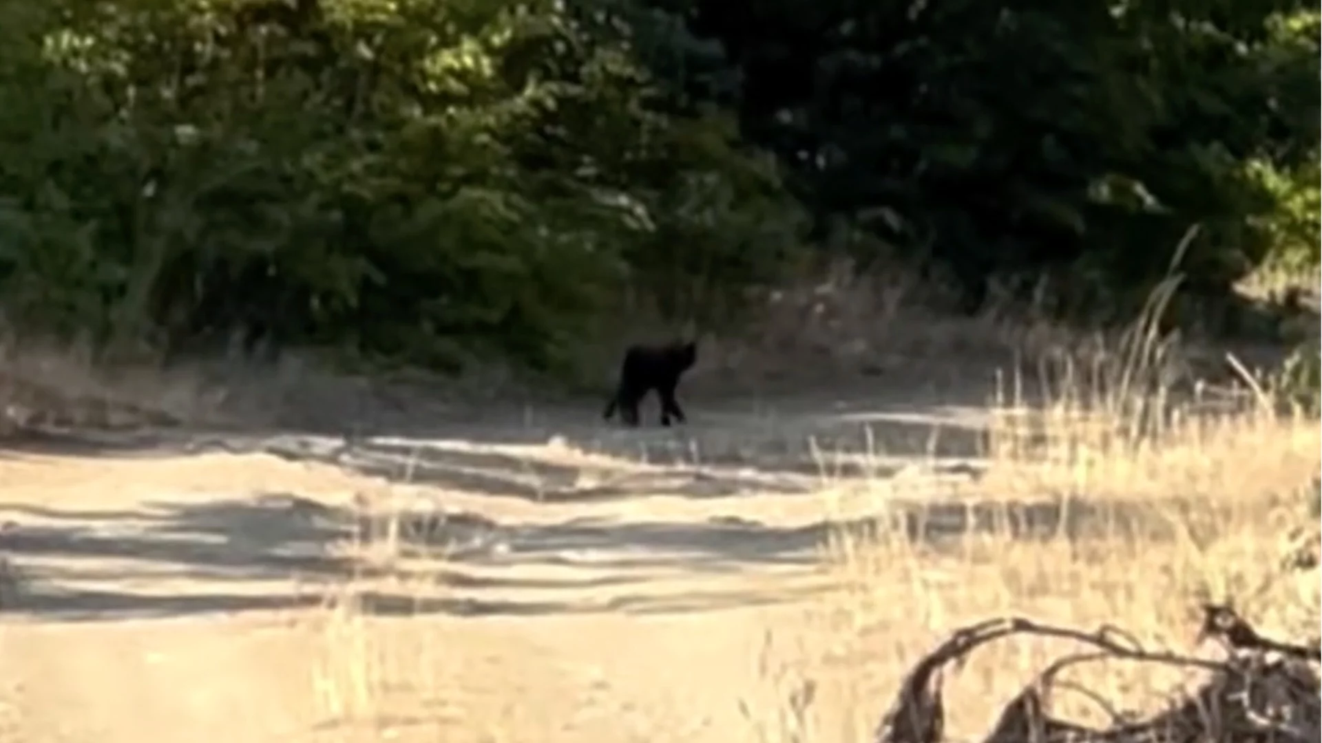 Още отзвук от “Мяу, бе“: Бизнесът иска компенсации