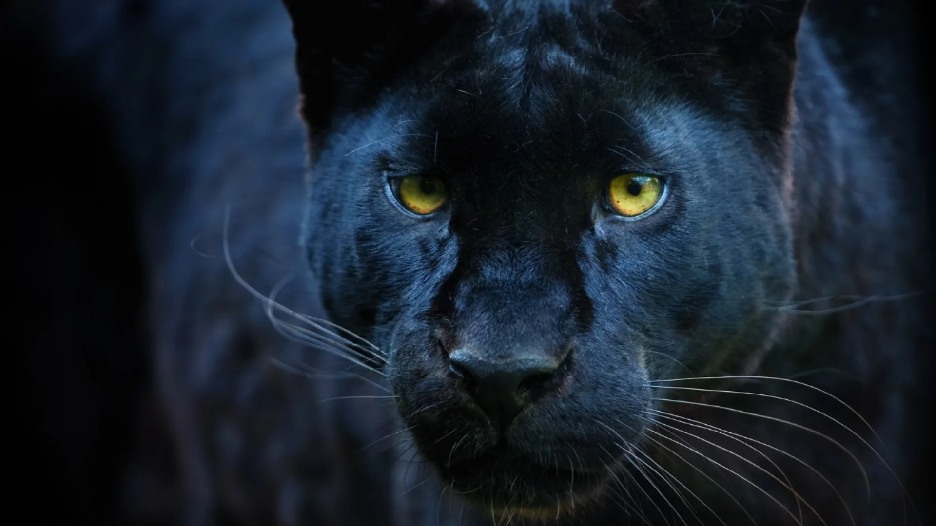 Нова ТВ: Не един, два леопарда избягали в Шуменско - и чакат малки