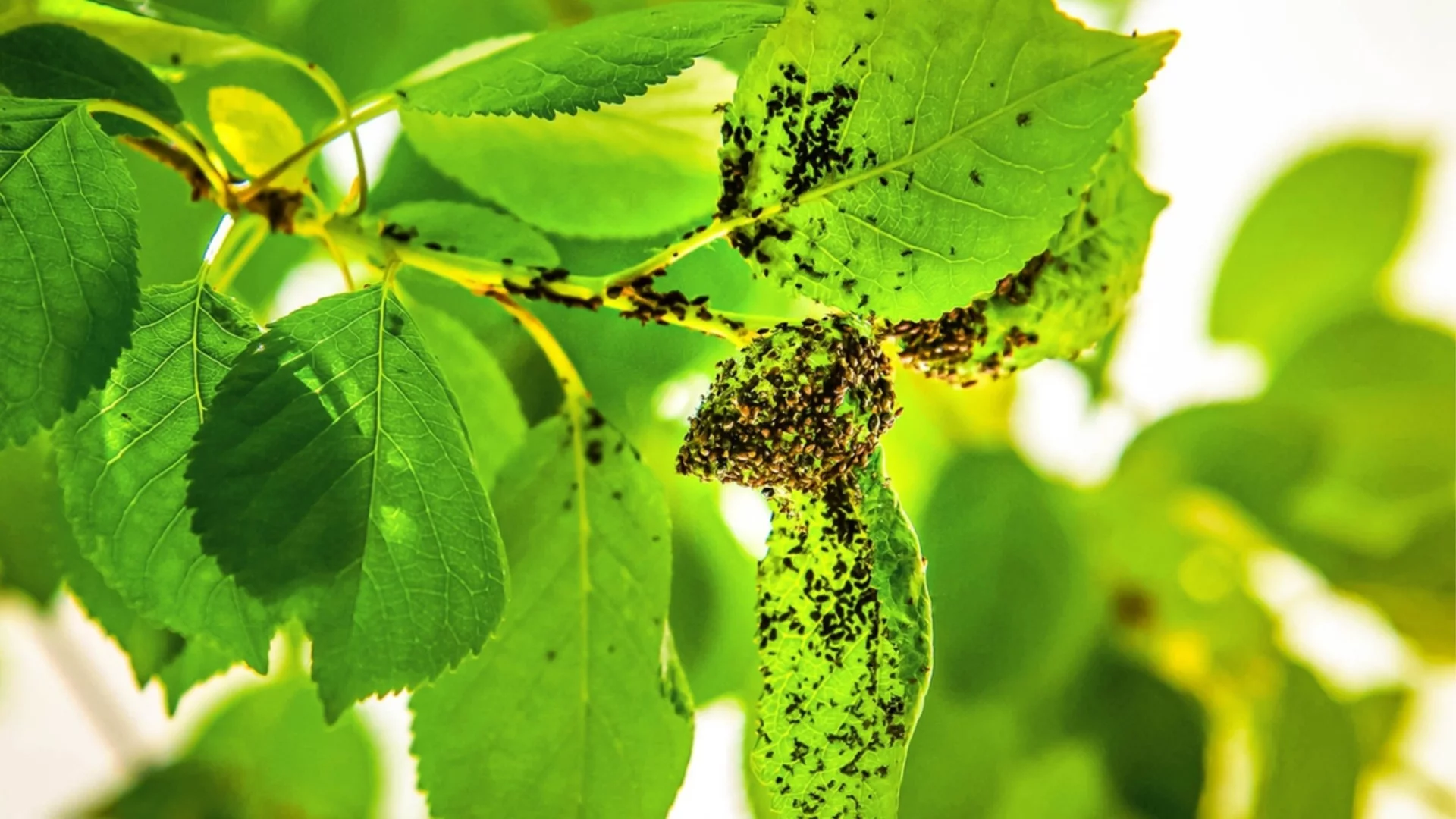 Борба с листните въшки: Растителни отвари и репеленти