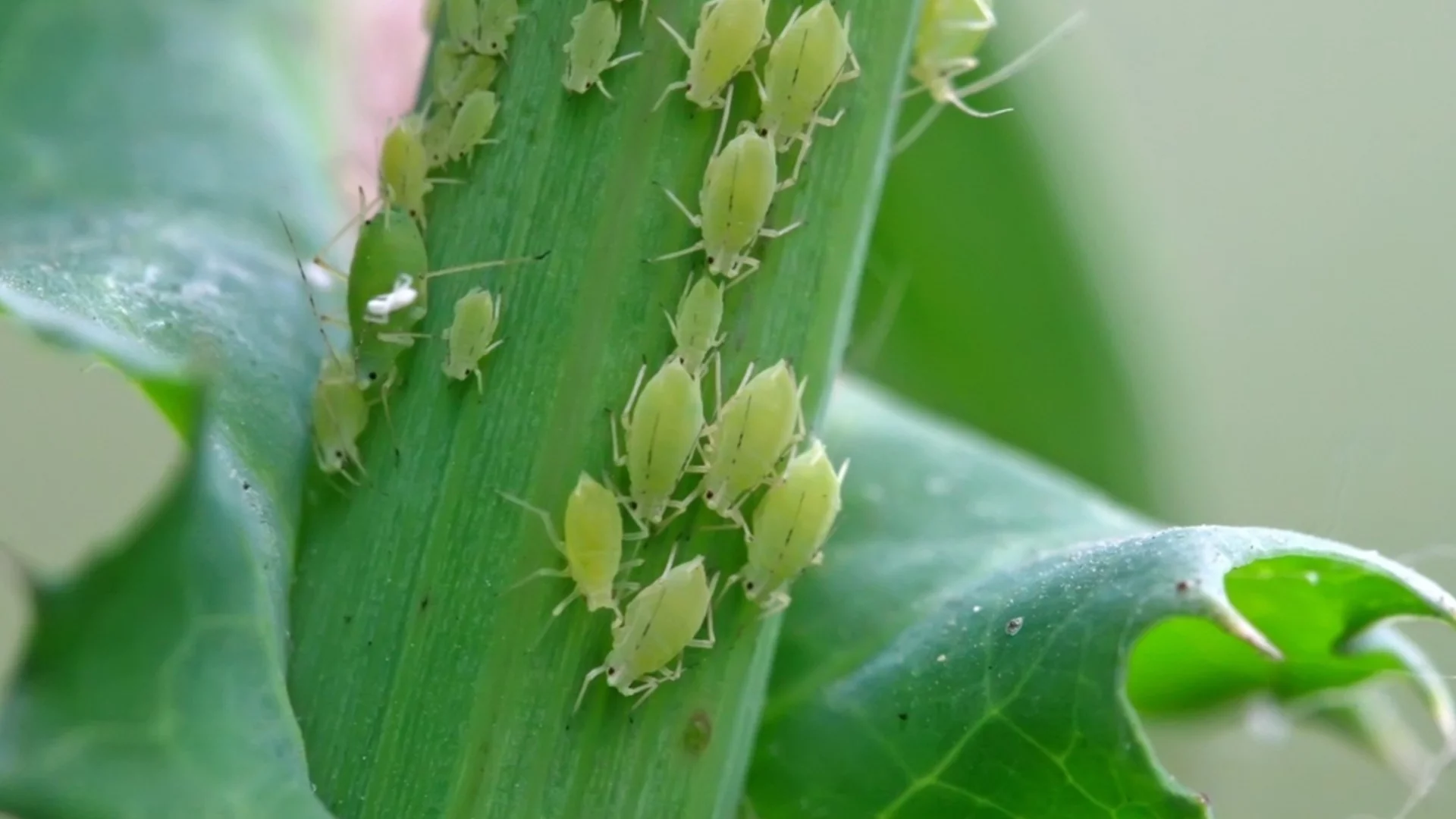 Листните въшки се страхуват от това като огън: Ето как да се преборите с тях без химия