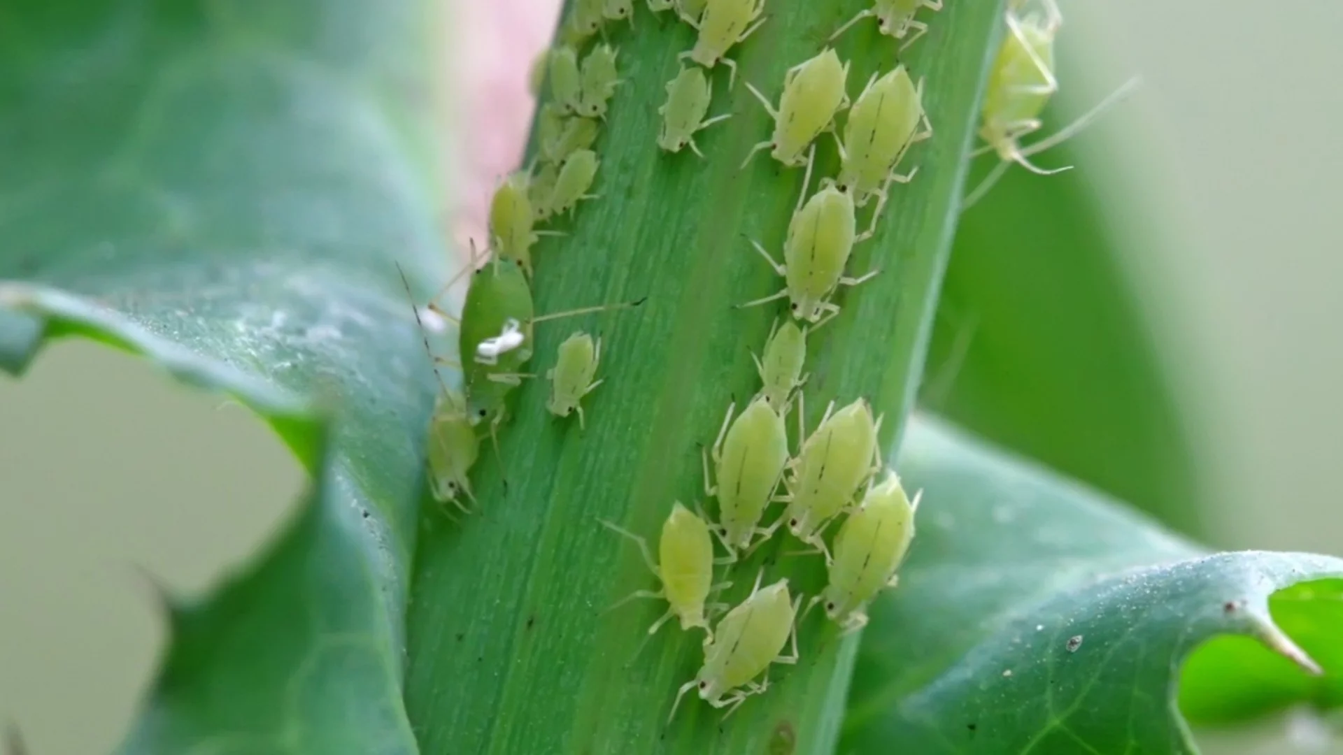 Домашно средство № 1 за борба с листните въшки