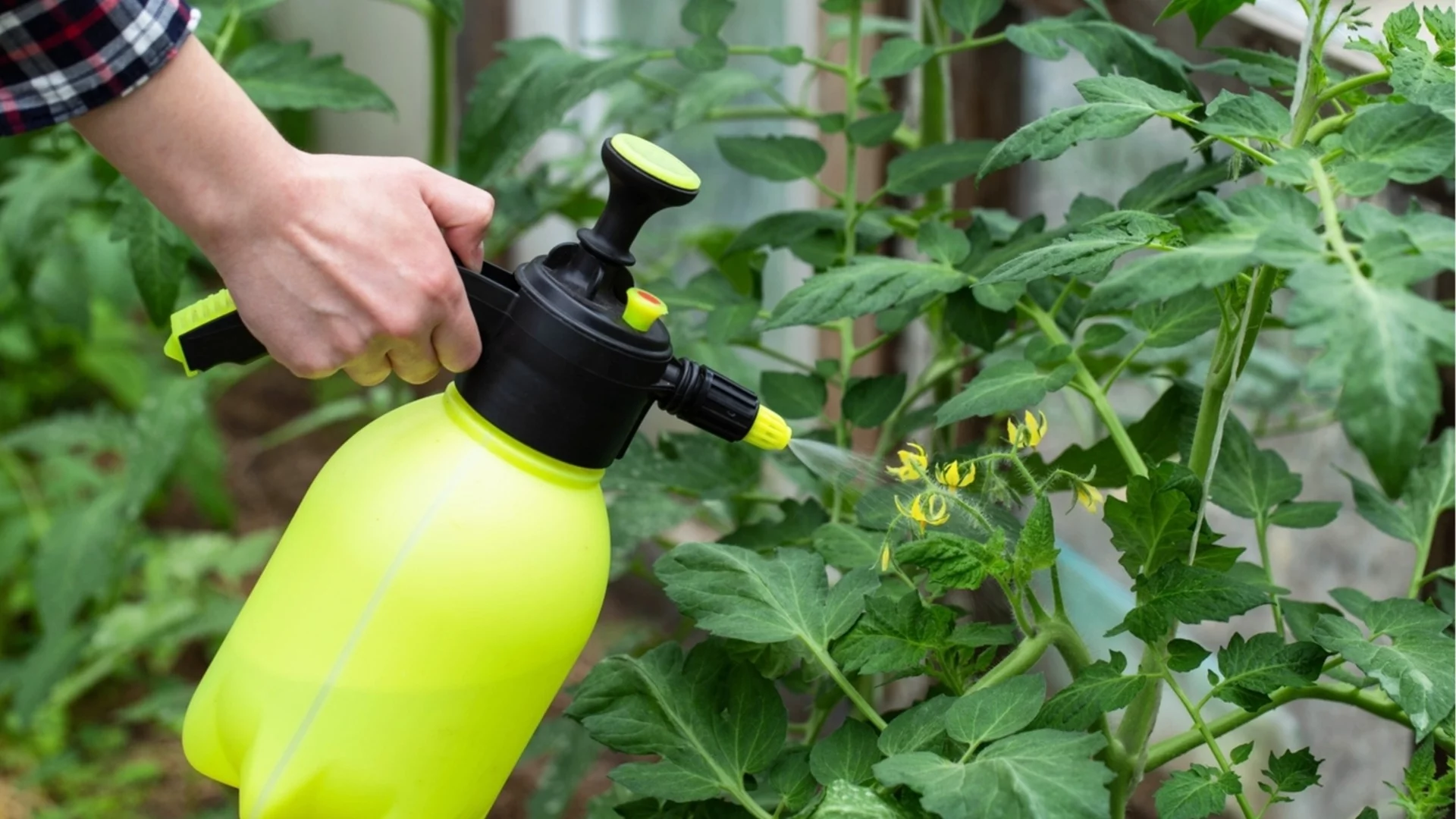 С този домашен спрей ще забравите за листните въшки и белокрилките по доматите