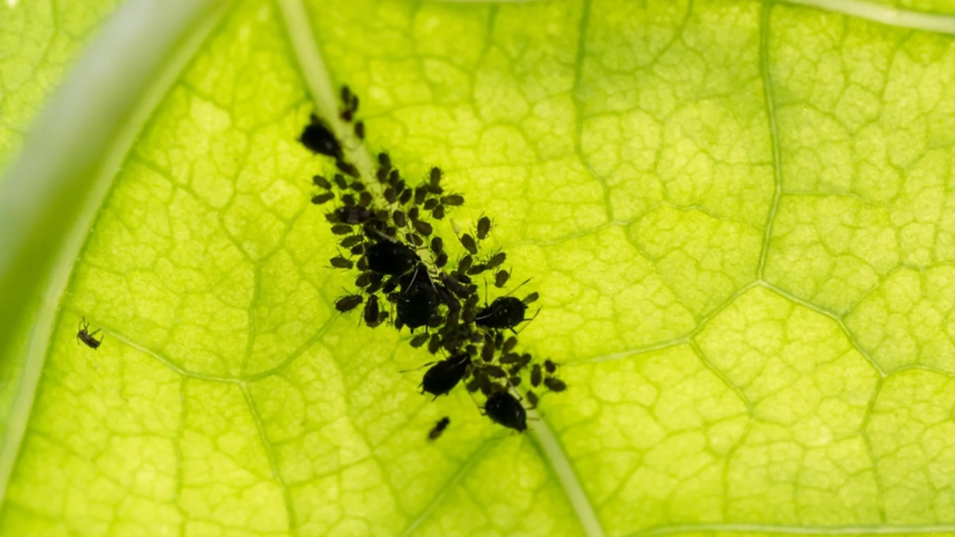 Как да се справим с листните въшки в градината без използване на пестициди