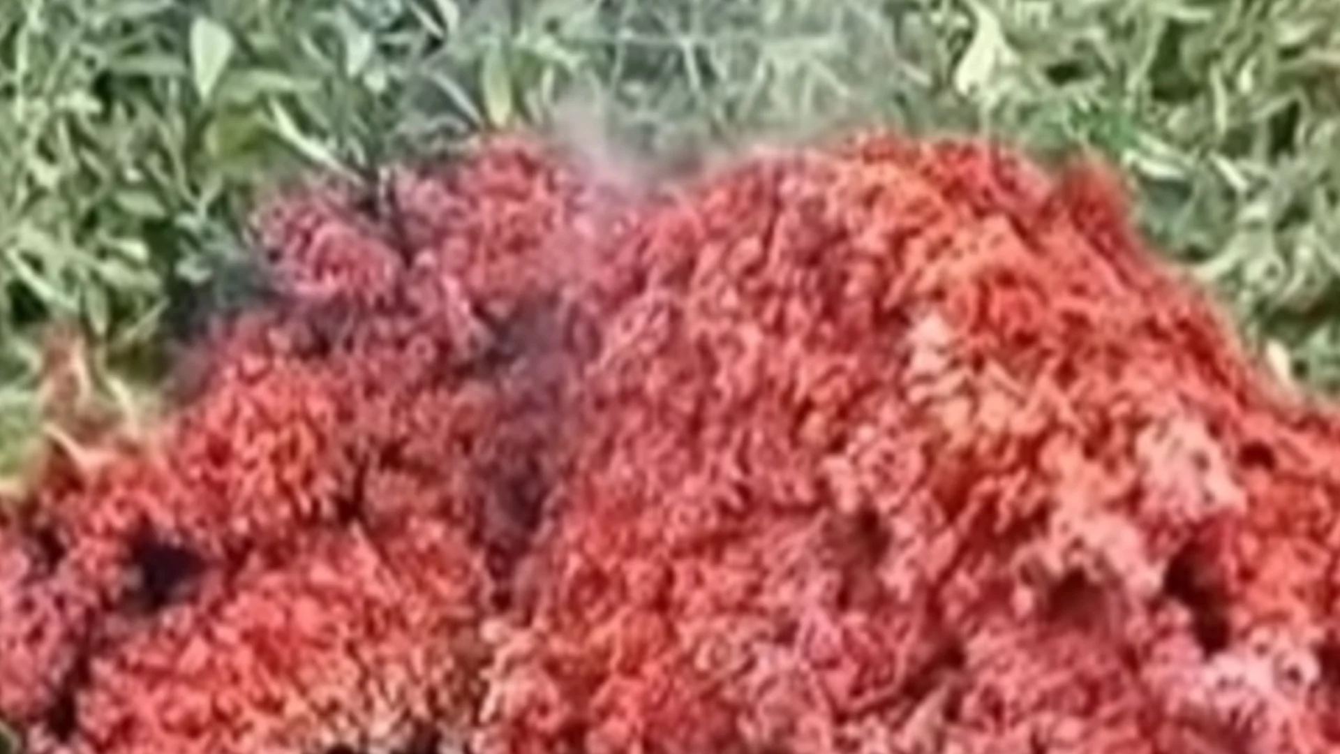 "Няма да излезе красивата марсианка от него": Мистериозен обект в Якоруда (ВИДЕО)