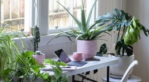 Имате нужда от тях: 5 растения, носещи късмет и пари в дома