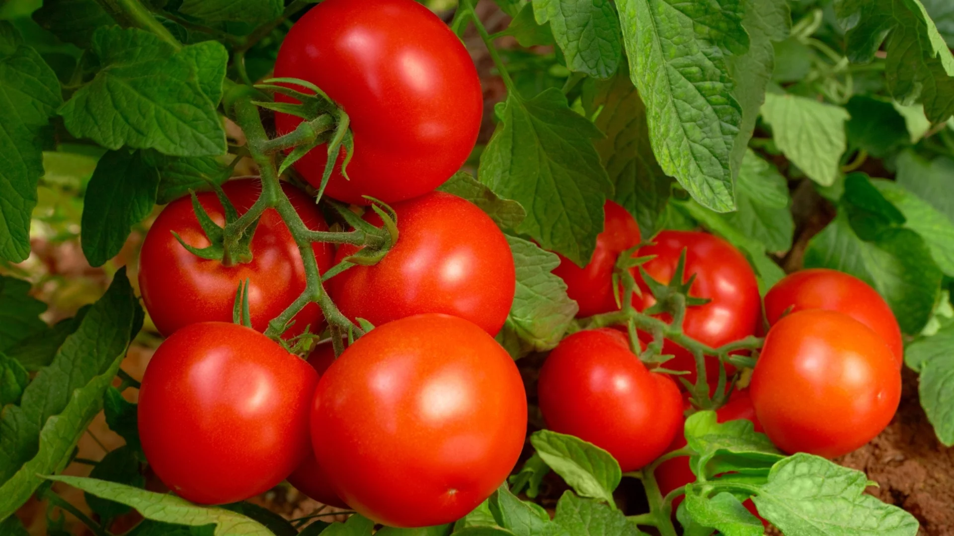 Най-ефикасния лек срещу листни въшки по доматите