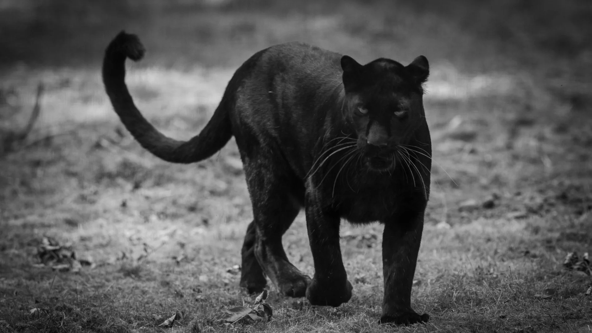 Черната пантера се завърна в Шумен: Видяна е от двама души