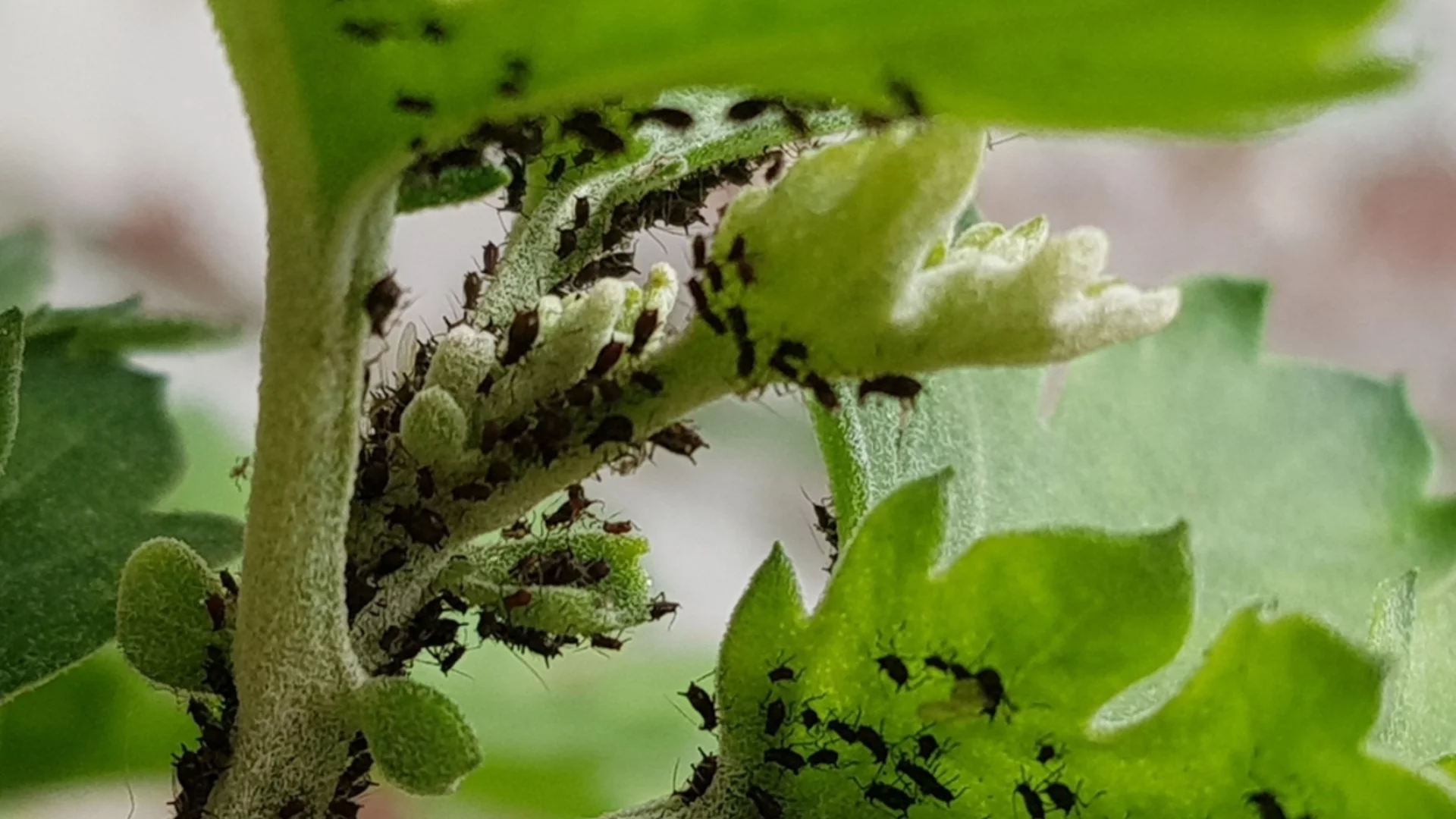 Листните въшки ще избягат от градината ви за часове: Естествен лек, който работи по-добре от химия