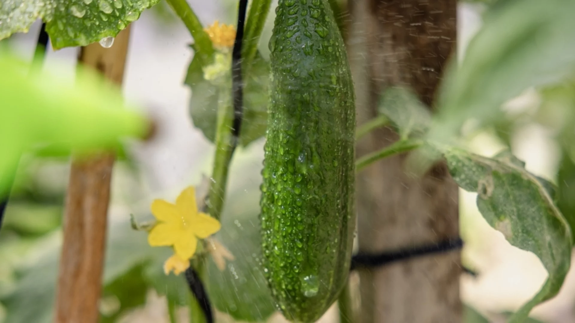 Мляко срещу мана: Тайният трик на старите градинари