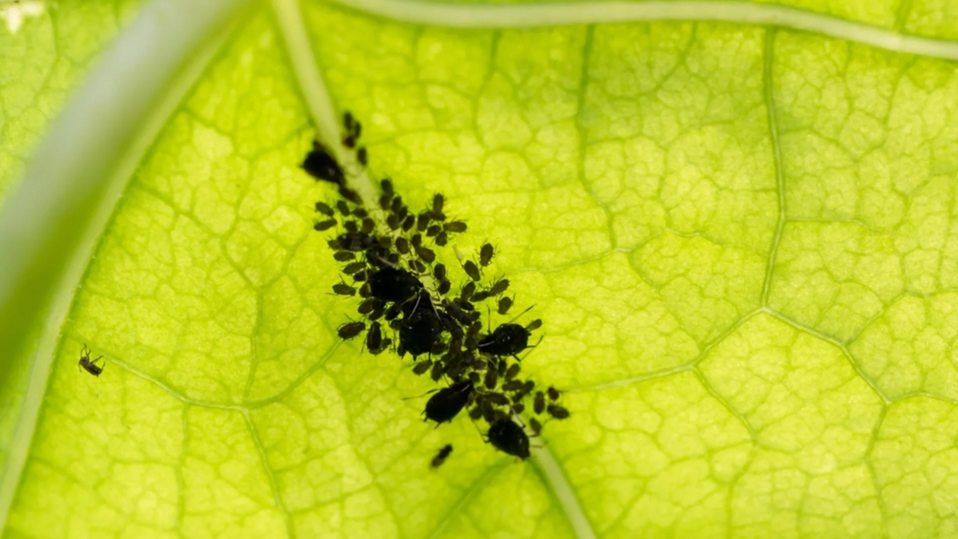 Ефективен лек срещу листни въшки: Ето как картофените връхчета помагат да се отървете от тях