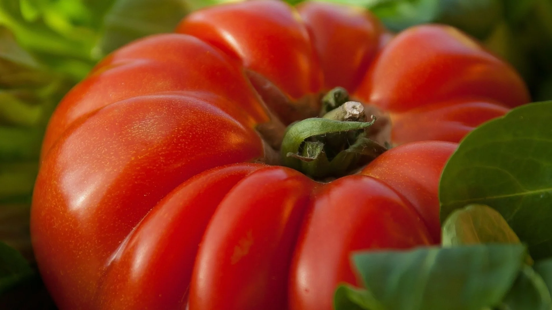 Отлични природни средства срещу листни въшки по домати, краставици и чушки