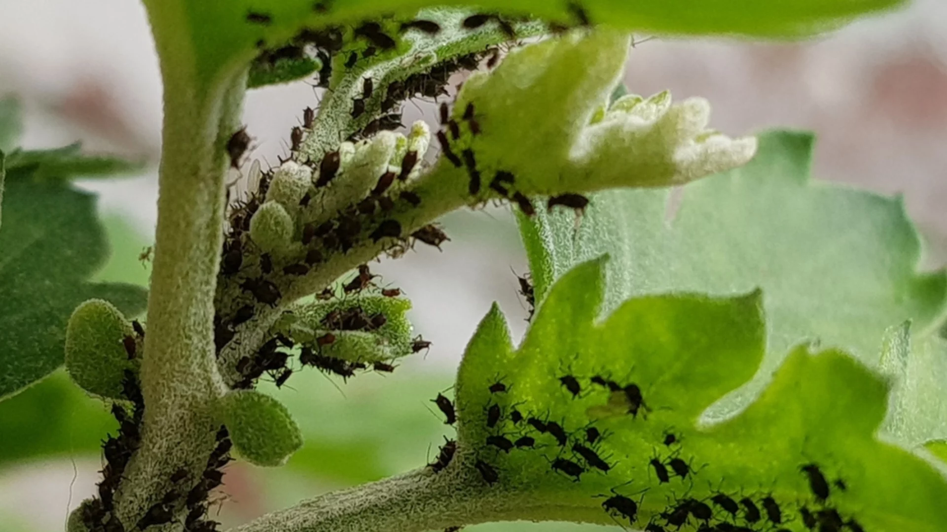 Как да се преборите с листните въшки и мравките: Напитката, която те не понасят