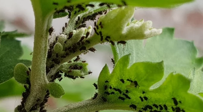 Как да се преборите с листните въшки и мравките: Напитката, която те не понасят