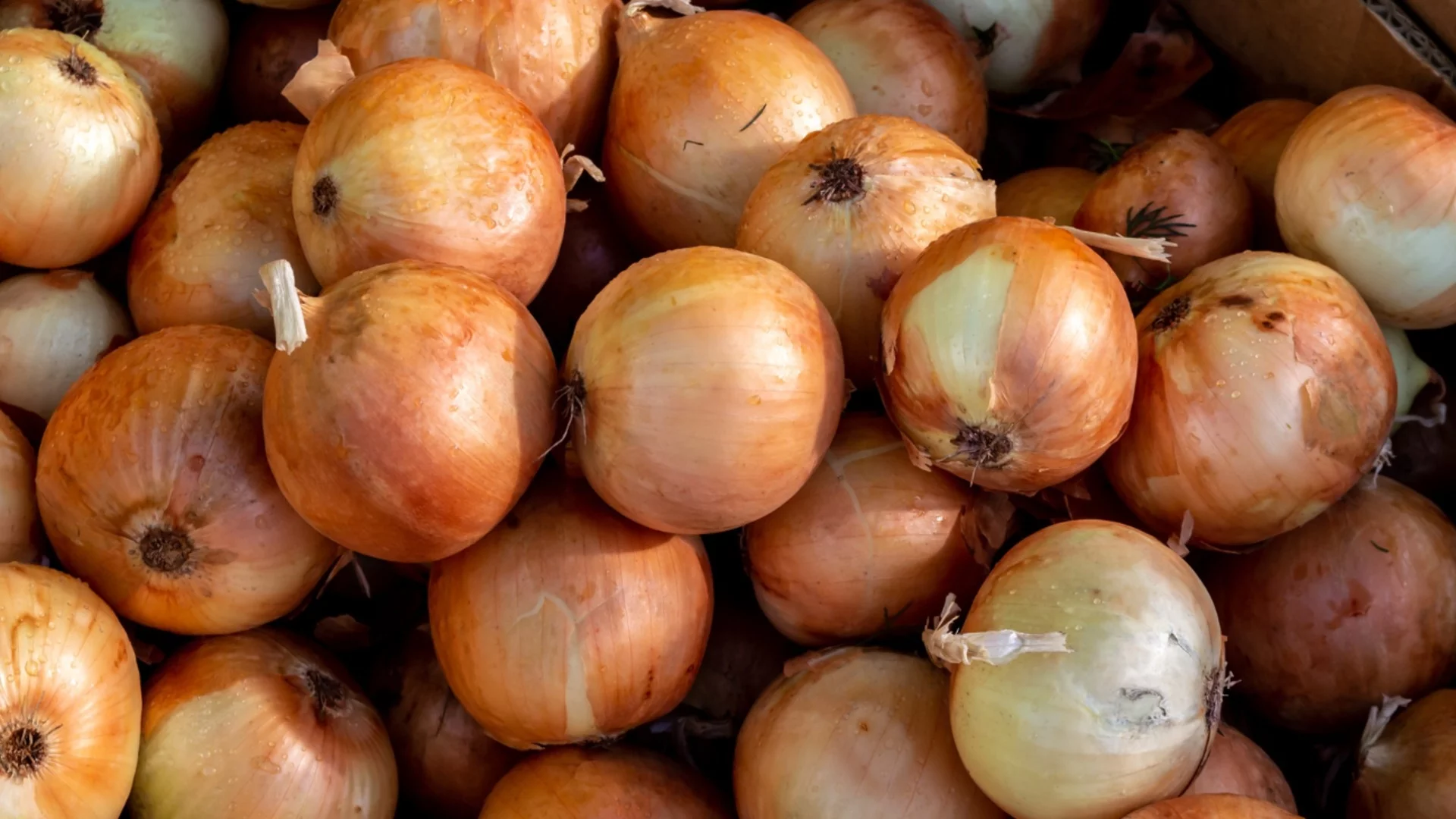 НЕ изхвърляйте люспите от лук  и чесън - те са чудодеен тор