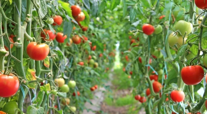 Как да ускорим узряването на доматите през август?