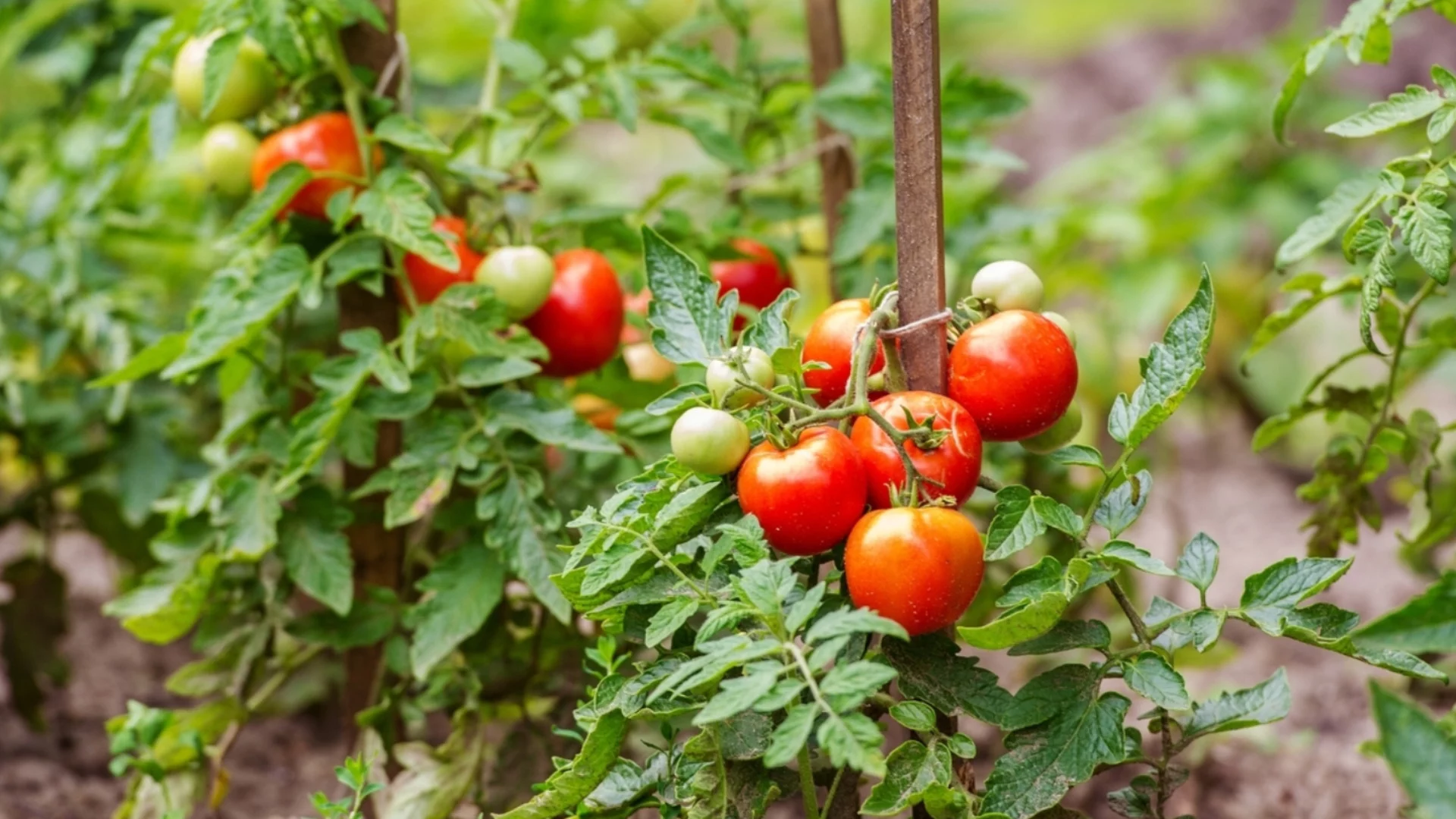 Защо пръскането на доматите със сода бикарбонат и йод е задължително за богата реколта?