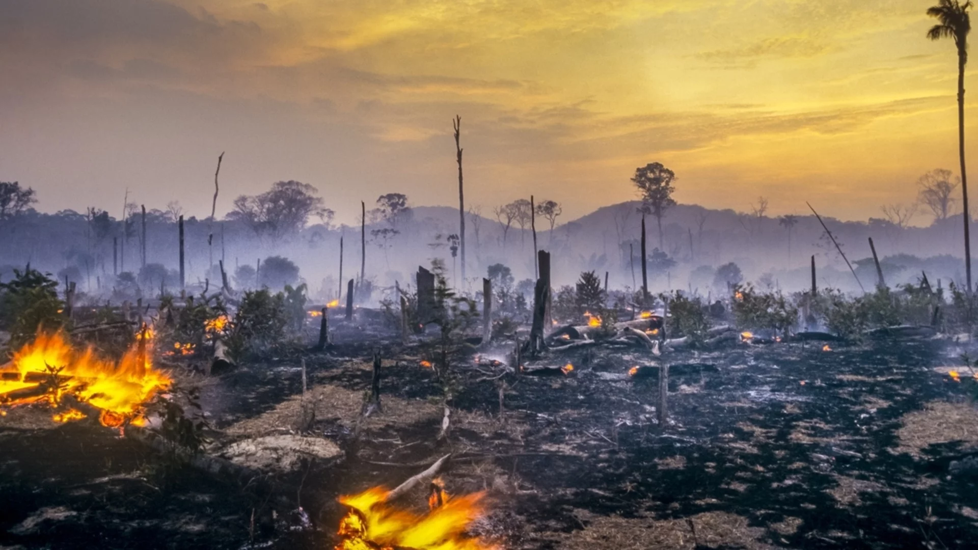 Експерт: Влизаме в нова реалност на горещини и пожари, а България не е подготвена