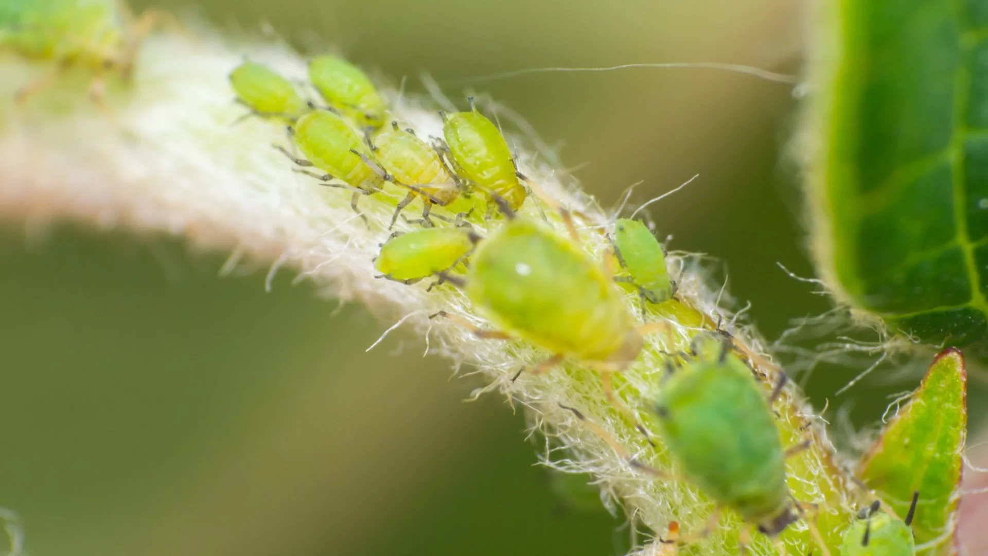 Ефикасен домашен спрей за борба с листните въшки