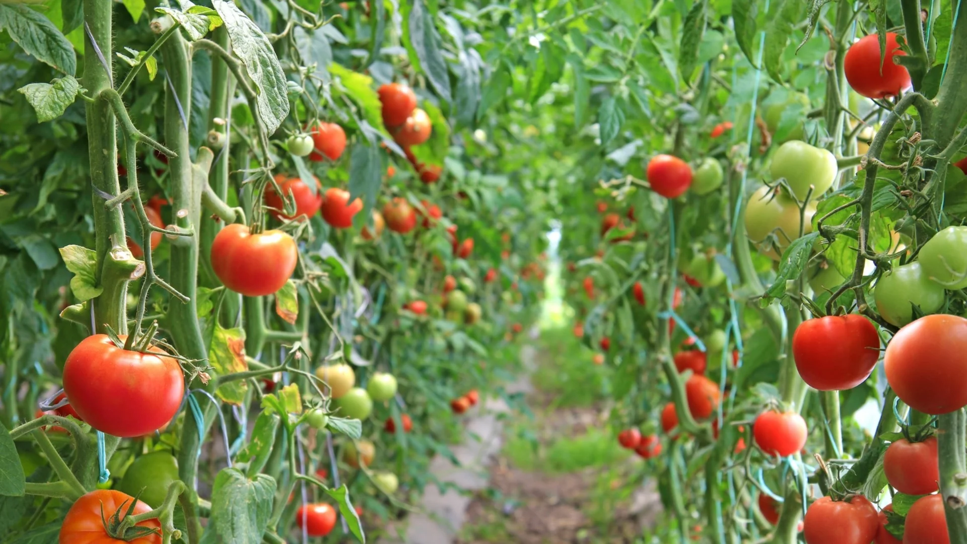 Как да се преборим с кубинската мана по домати