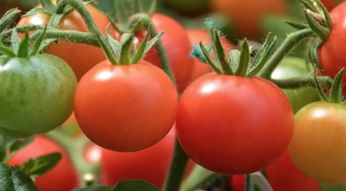 Как да приберете изобилие от месести и сладки домати: Стар градинарски трик за торене