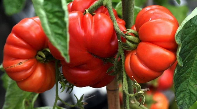 Какво НЕ трябва да правите с доматите през август: 3 грешки, които забавят узряването им