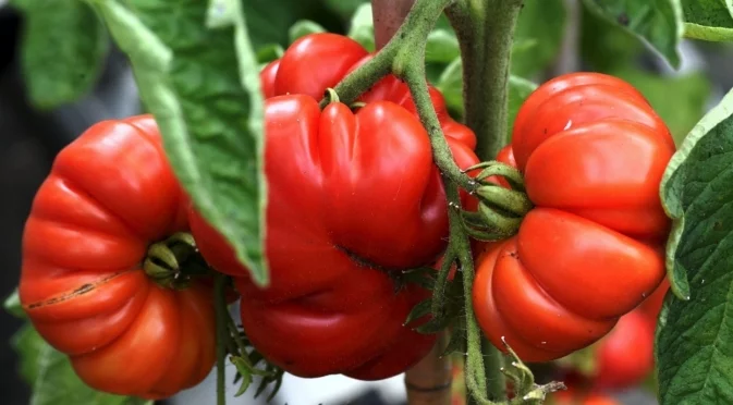 Как да поливаме правилно доматите в горещото време: Златно правило