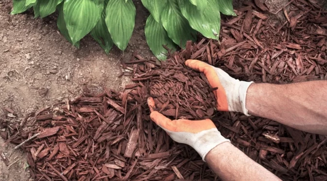 Какви грешки допускаме при мулчирането на домати?