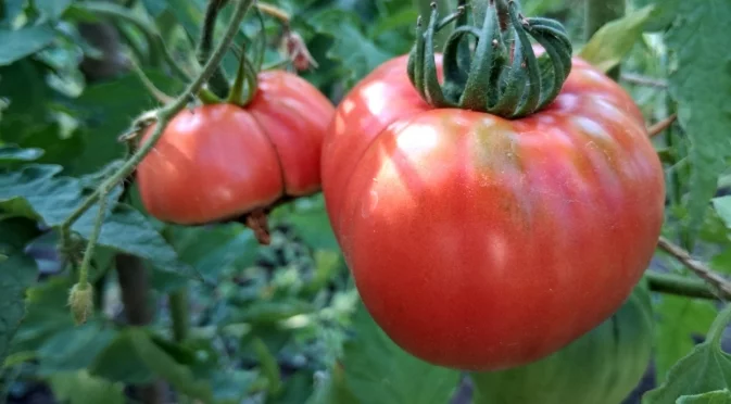 Мана по доматите: Спешни мерки, които ще спасят реколтата