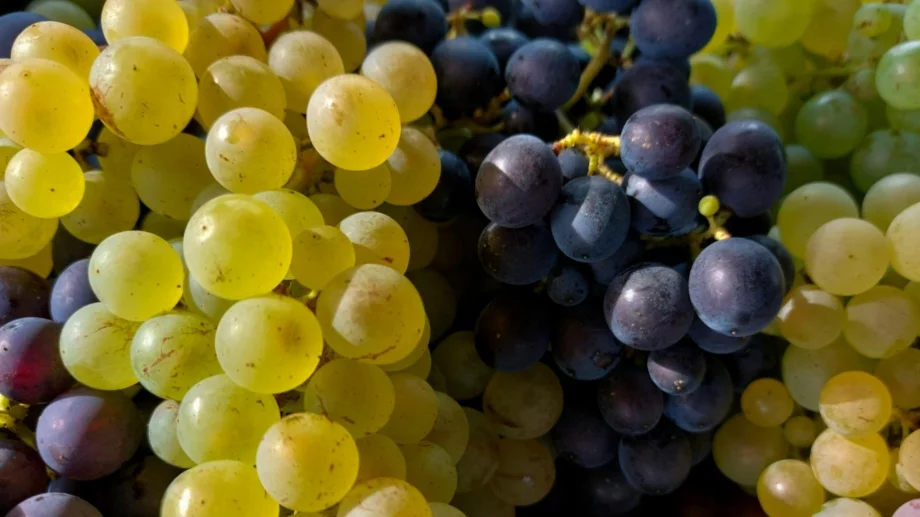 Как да миете гроздето, за да премахнете мръсотията и пестицидите