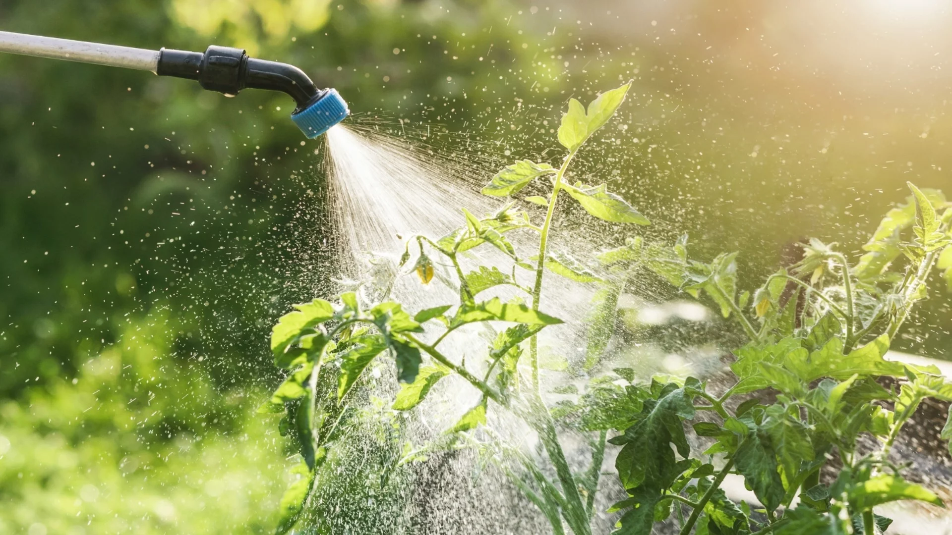 Кметът на Смолян забрани използването на питейна вода за поливане