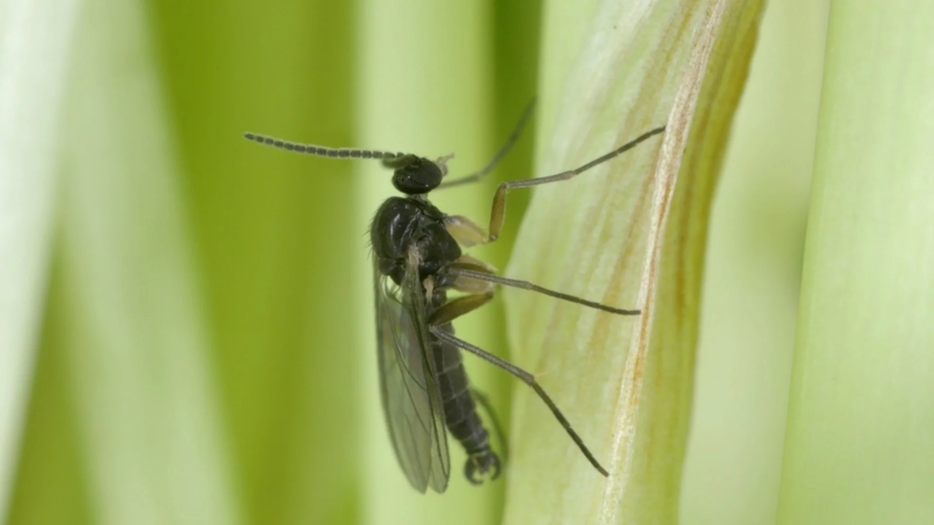 Чикунгуня: Китай е в хватката на голяма епидемия