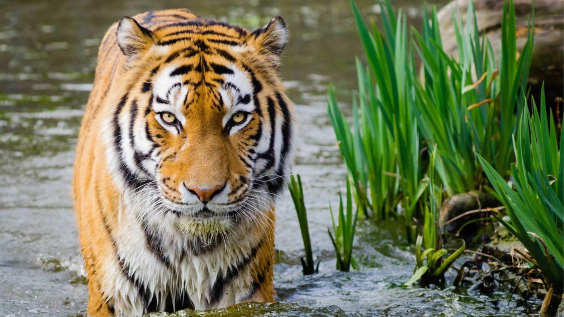 Докато ние издирваме черния леопард: Тигър отмъкна улова на рибари (ВИДЕО)